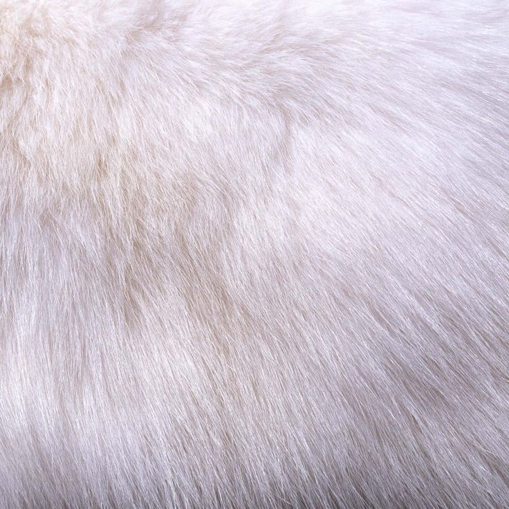 the fur on this animal is white and fluffy