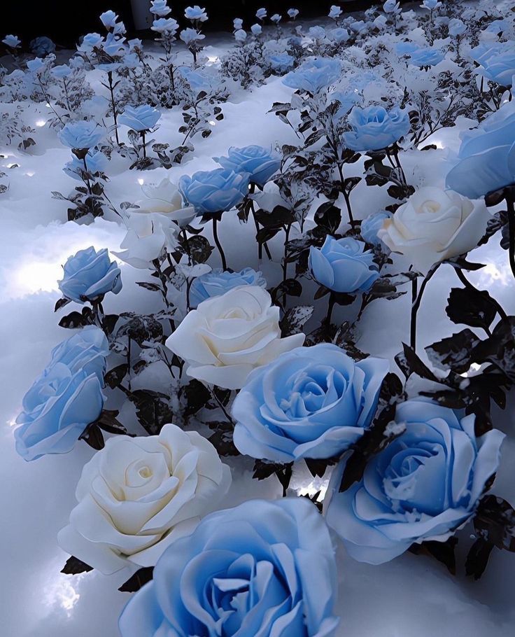 several blue and white roses in the snow