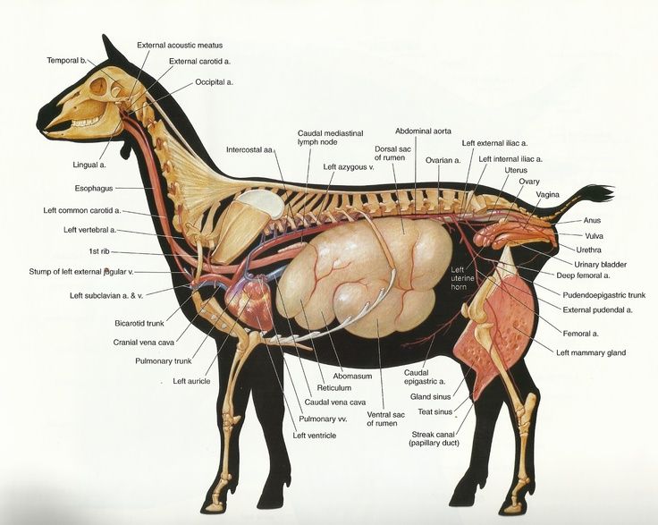 an image of a diagram of the human body and its major functions in it's structure