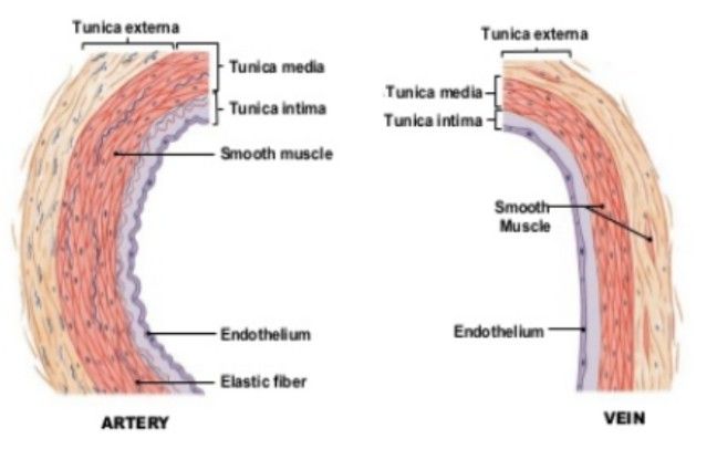 an image of the structure of muscles