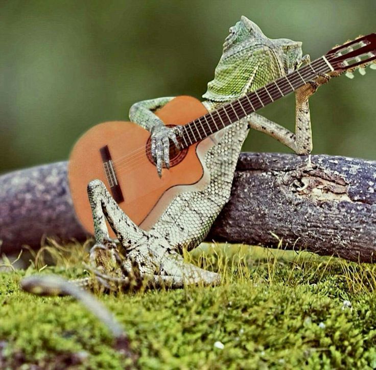 a lizard playing an acoustic guitar on top of a mossy ground with trees in the background