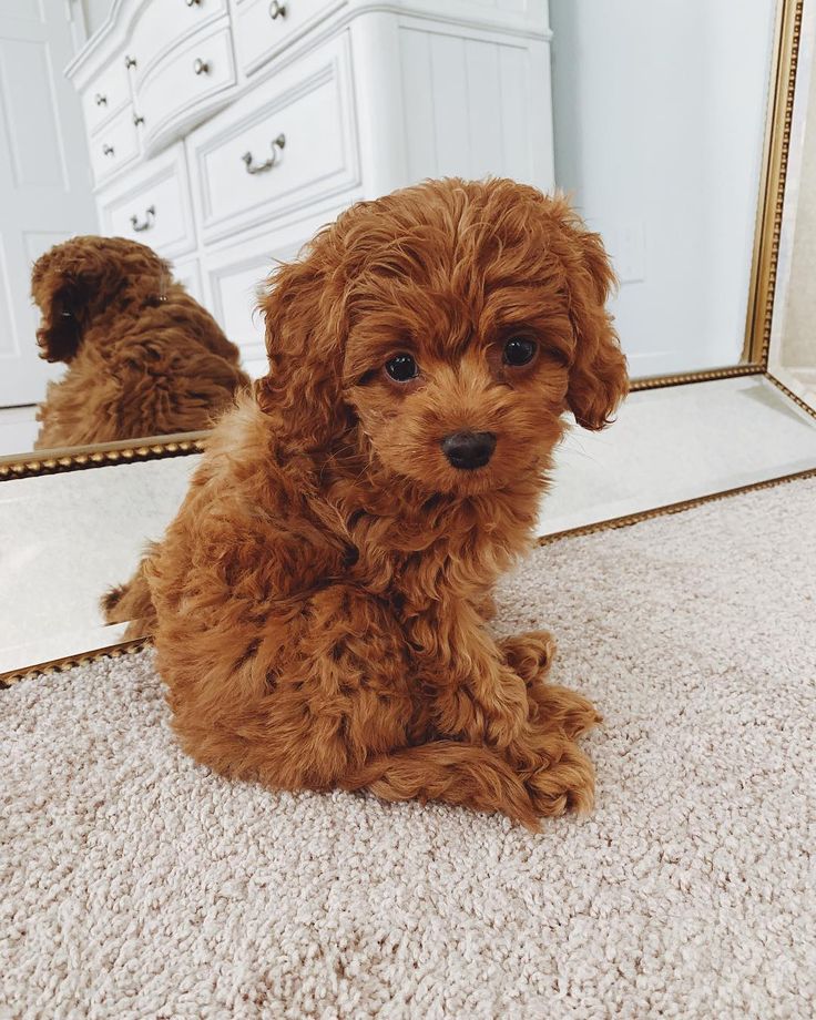 a brown dog sitting in front of a mirror on top of a carpeted floor