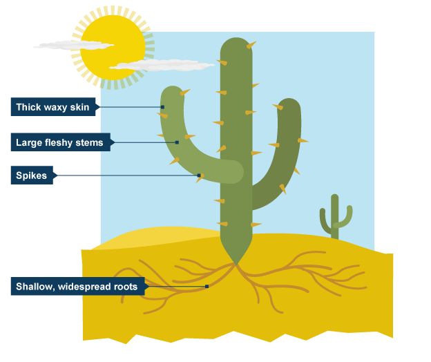 the parts of a cactus and how they are used to describe it's structure