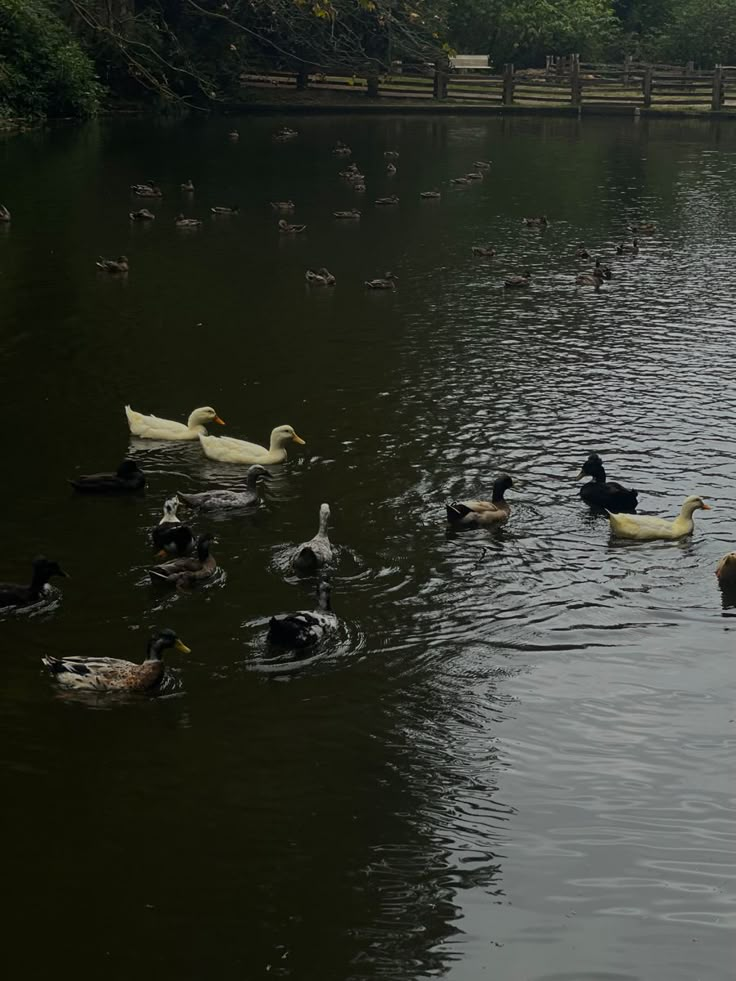 many ducks are swimming in the water together