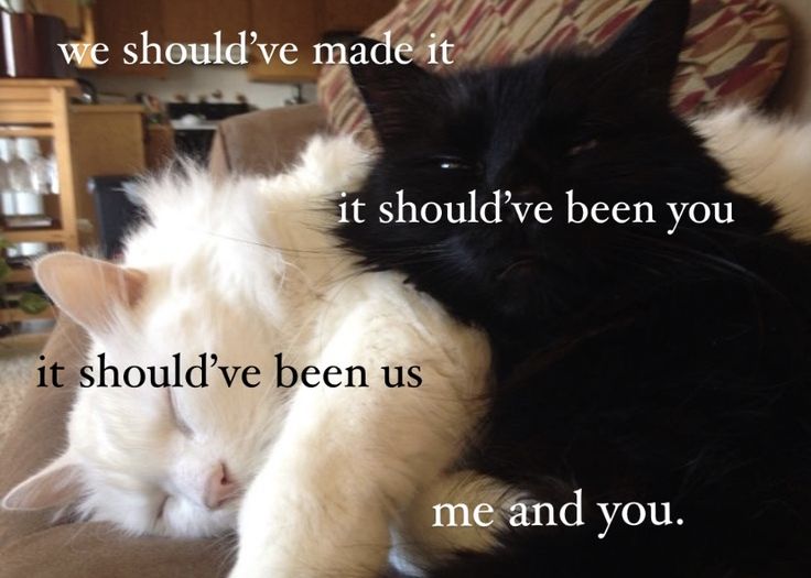 two black and white cats laying next to each other on top of a couch with the caption, we should've made it