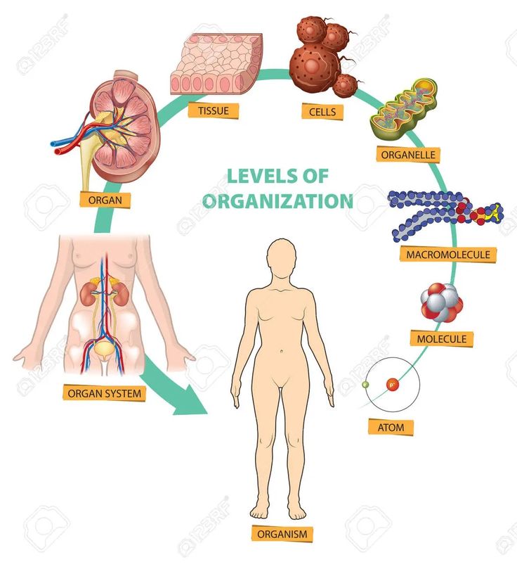 diagram of the levels of organization in human body stock photo royalty free image and royalty