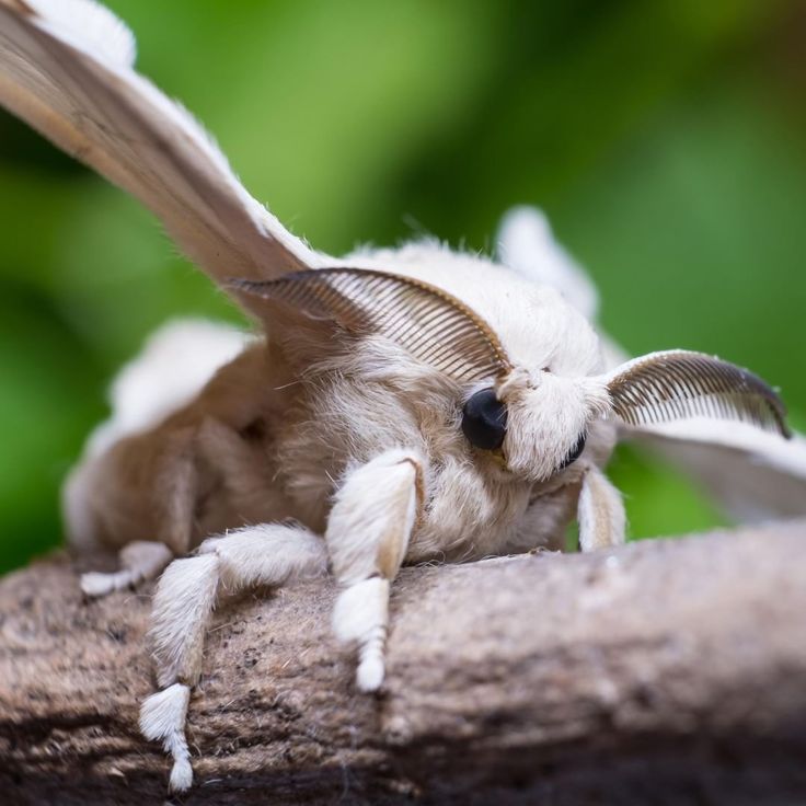 a close up of a small white insect on a tree branch with its wings spread