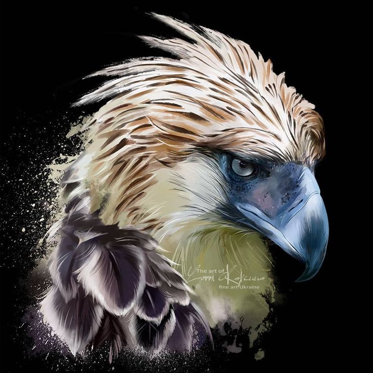 Eagle drawing, Eagle art, Philippine eagle