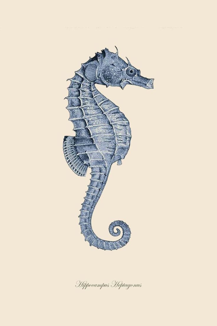 a drawing of a sea horse on a white background