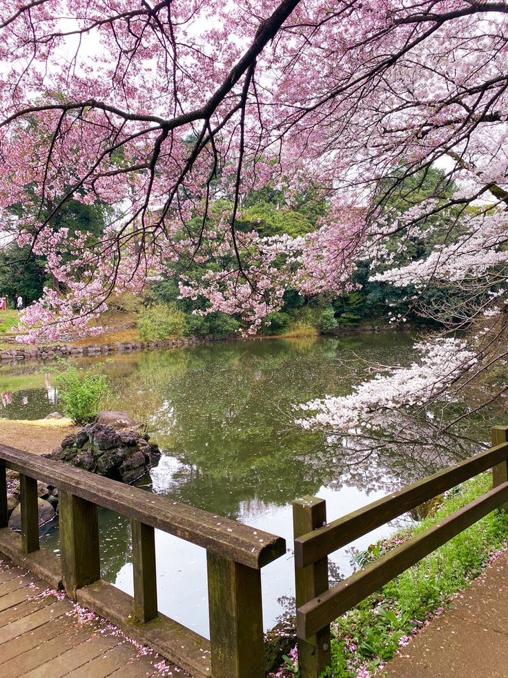 a wooden bench sitting next to a pond filled with water covered in pink blossoming trees