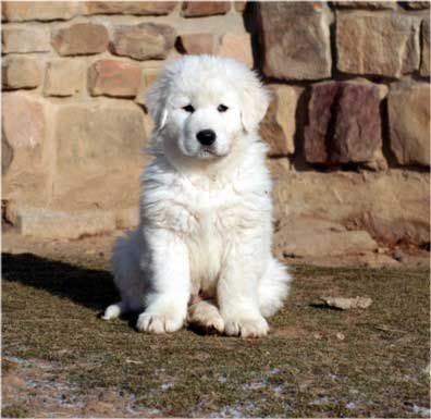 a small white dog sitting on top of a grass covered field next to a stone wall