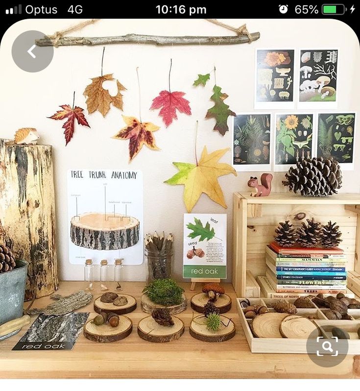 there are many different things on the table in front of this display that includes pine cones, acorns and leaves