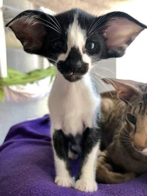 two cats sitting next to each other on top of a purple blanket and one cat is looking at the camera