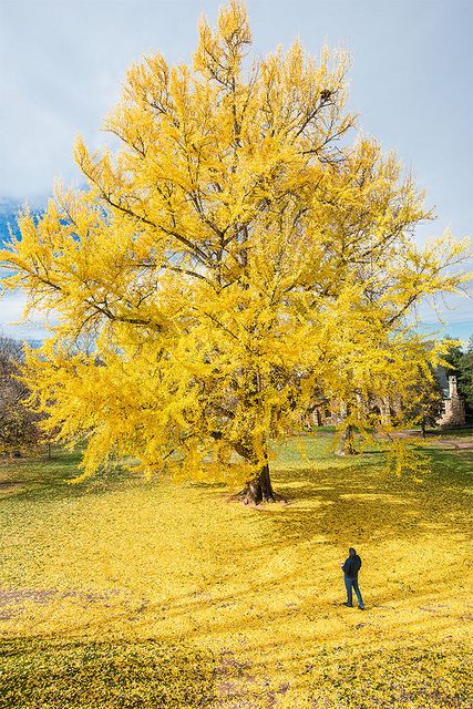 a man standing under a yellow tree in the middle of a field