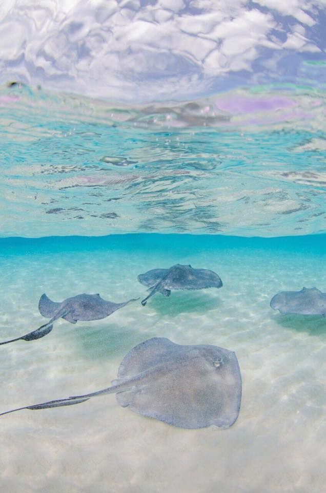 several stingfish swimming in shallow water near the shore line on a clear, sunny day