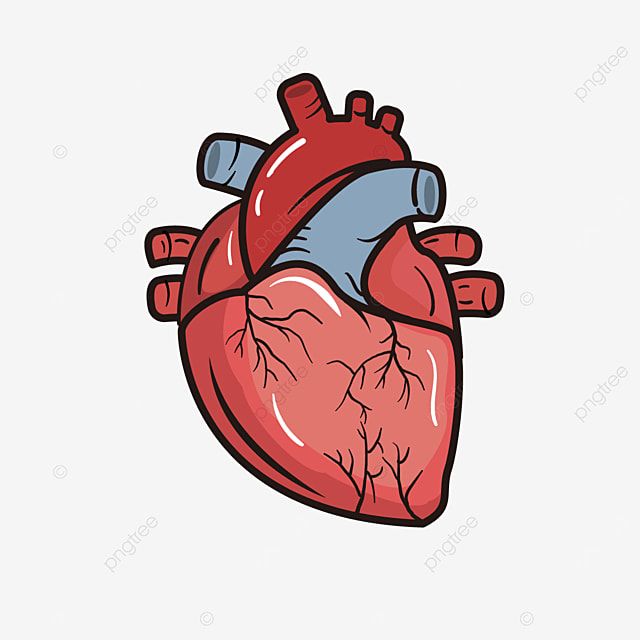 a drawing of a human heart on a white background, illustration, graphic png and psd