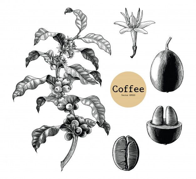 hand drawn coffee plant with leaves and flowers on white background, vintage engraving style stock photo