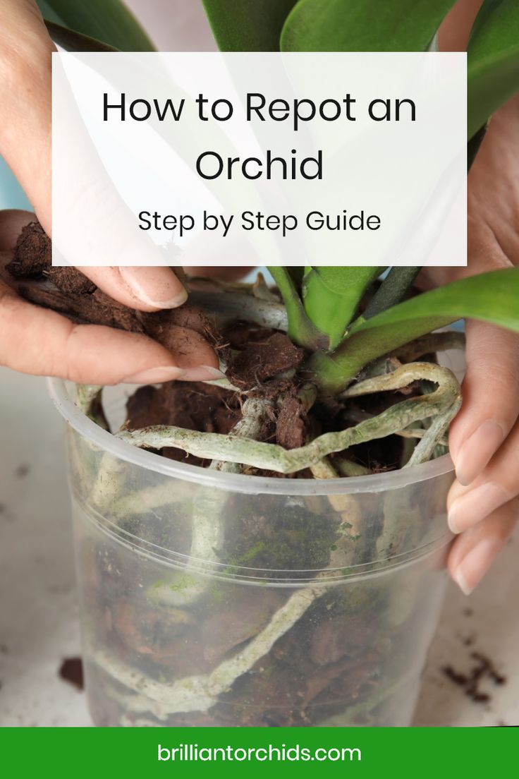 hands holding up a potted plant with text overlay how to reppot an orchid step by step guide