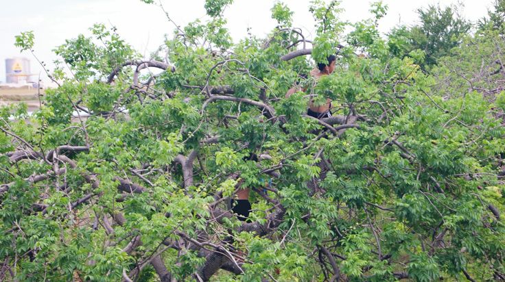 two black bears sitting in the branches of a tree