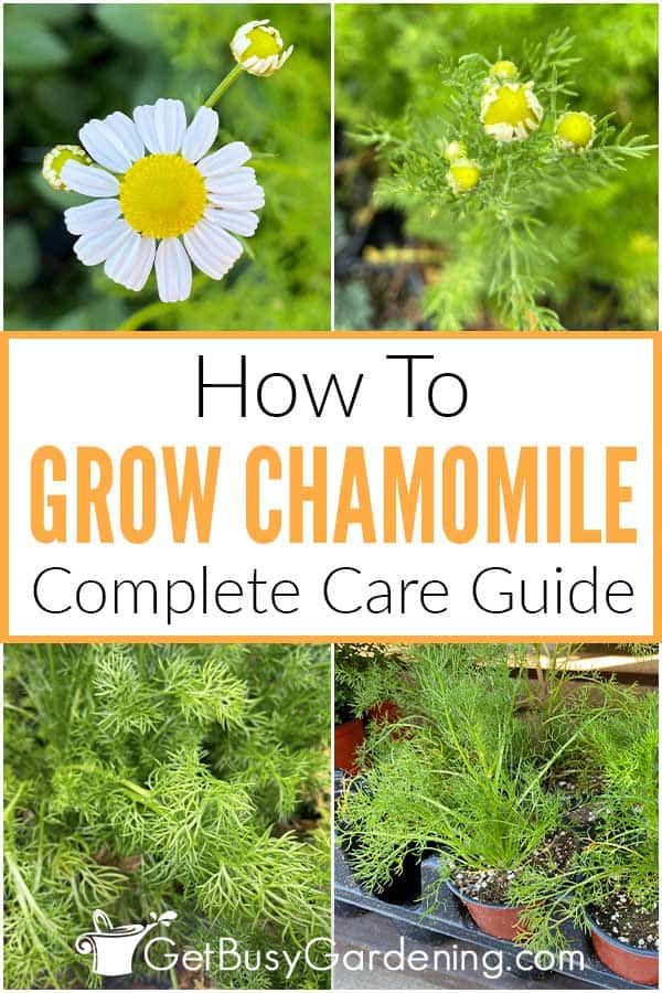 how to grow chamomile in the garden with pictures and text overlay