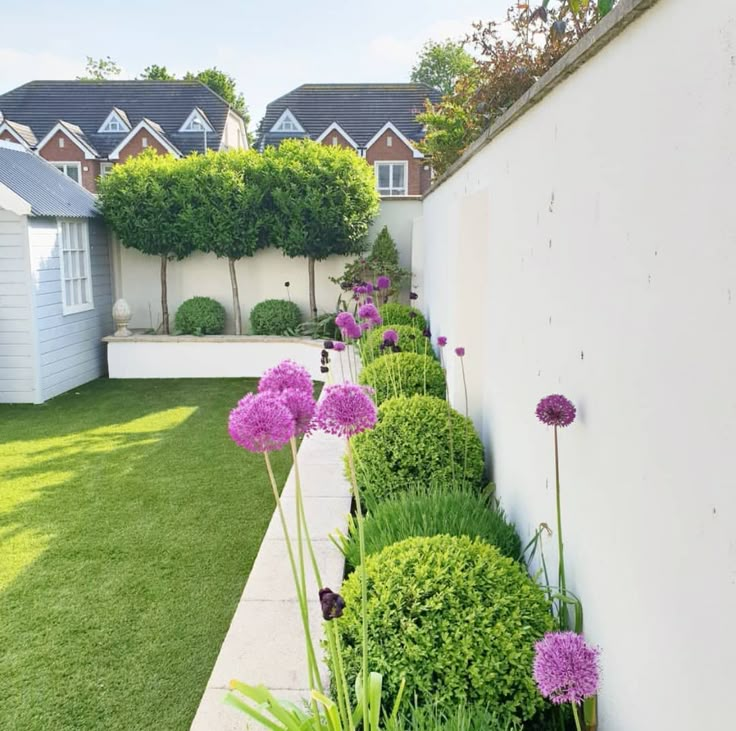 purple flowers line the side of a white wall in a garden with grass and shrubs