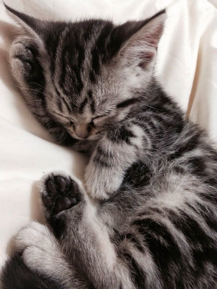 a small kitten sleeping on top of a white bed sheet with its paws curled up