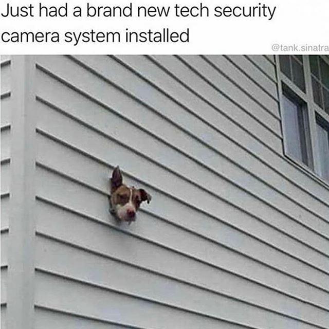 a dog sticking its head out of the side of a house window with text that reads, just had a brand new tech security camera system installed