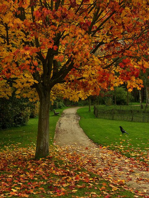 there is a tree that has fallen leaves on the ground and some birds are standing by it