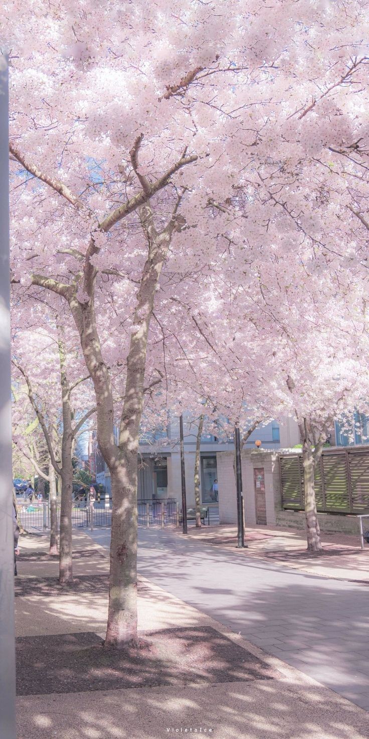 the trees are blooming in front of the building on the other side of the street