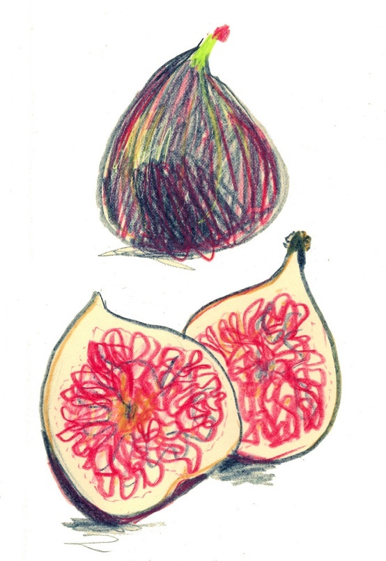 a drawing of two pieces of fruit with one cut in half and the other whole