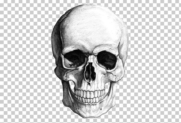 a drawing of a human skull on a transparent background