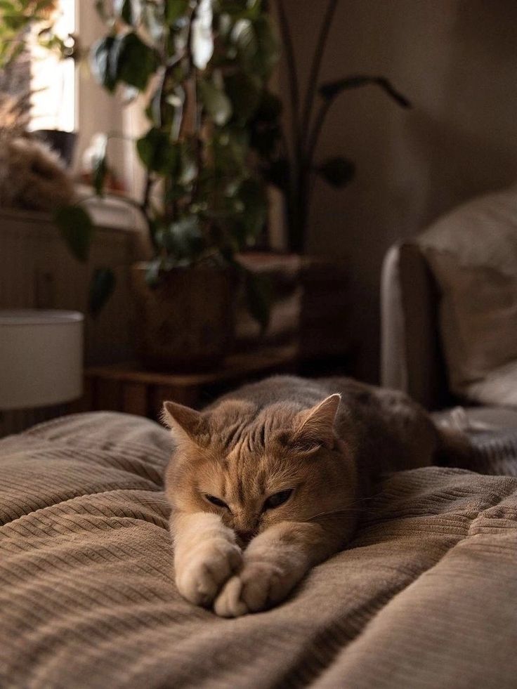 an orange cat laying on top of a bed next to a potted green plant