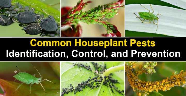 How To Identify Houseplant Pests And How To Get Rid O - vrogue.co