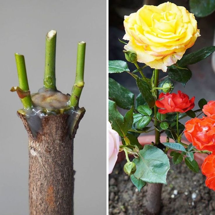 two different types of flowers in vases on the same planter, one is yellow and red