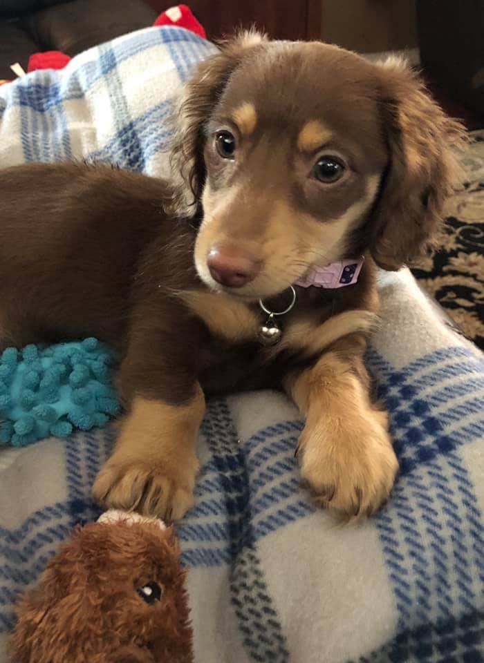 a brown and black dog laying on top of a blanket next to a stuffed animal