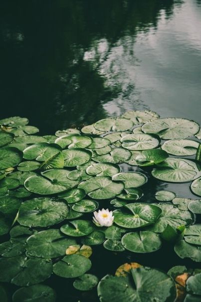 a white flower floating on top of a pond filled with lily pads and green leaves