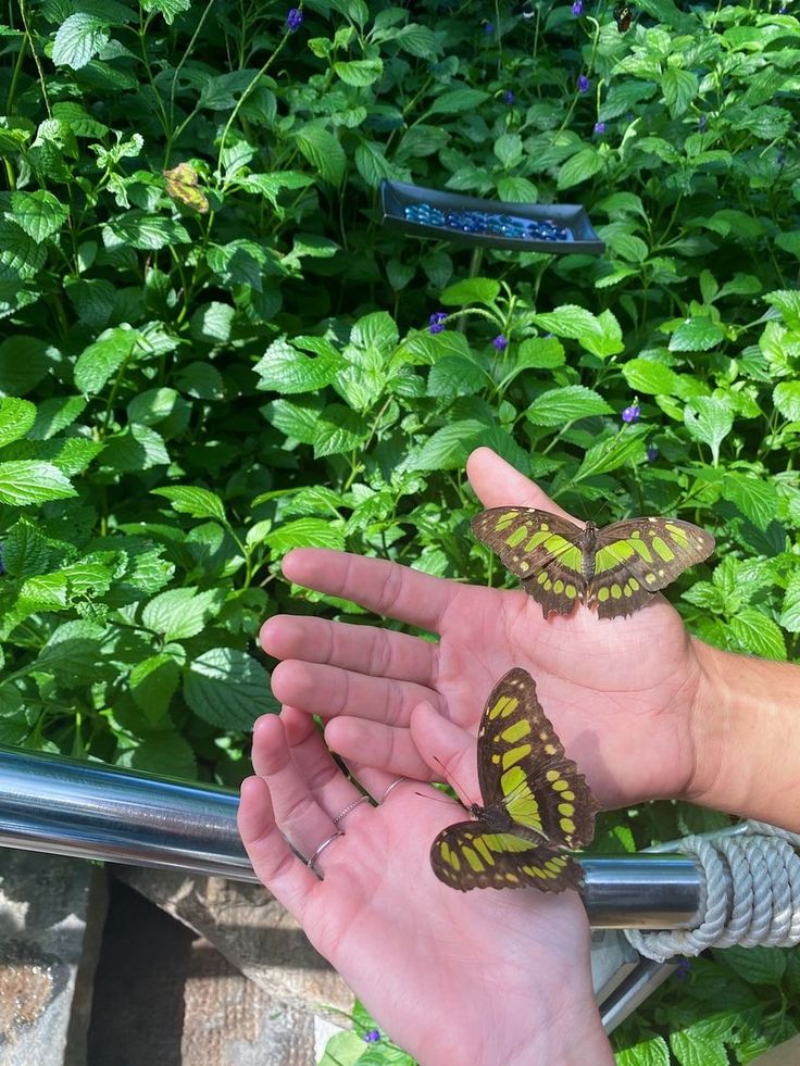 two butterflies on someone's hand in front of green plants and bushes with blue signs