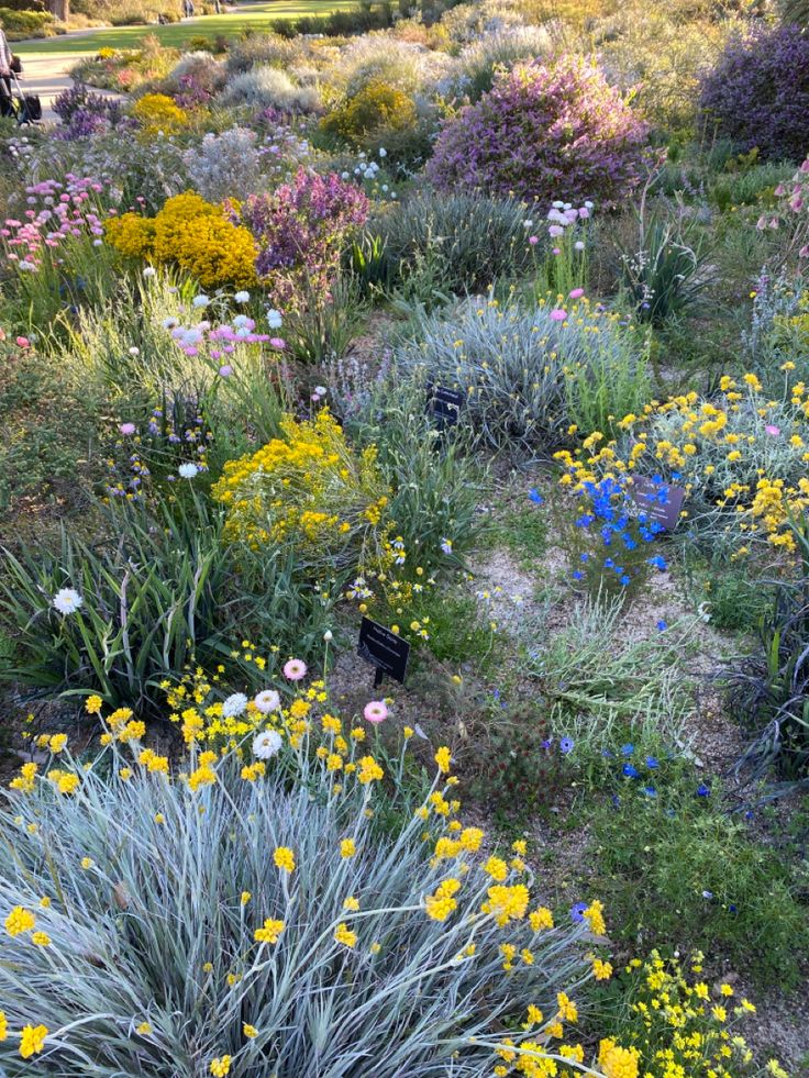 a field full of different colored flowers and plants