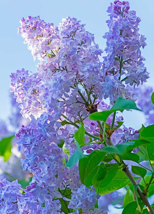 purple lilacs blooming in the sun on a sunny day