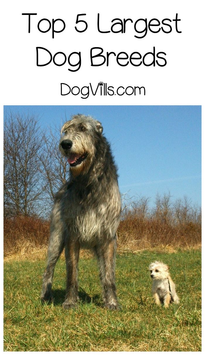 a large dog standing next to a small dog on top of a grass covered field