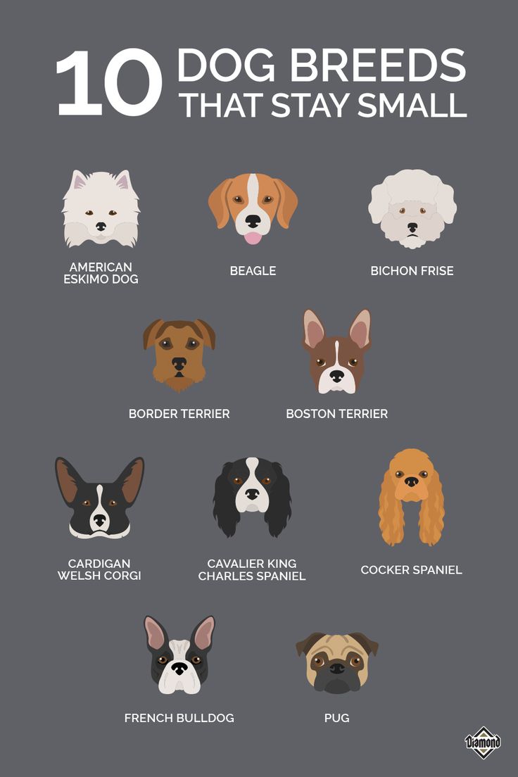 the ten breeds of dogs that stay small in their homes, including english bulldogs, french bulldogs, and american cocker spaniels