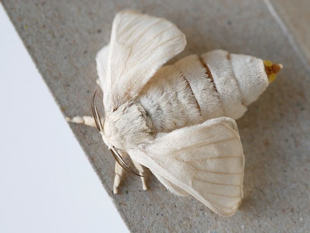 a large white moth sitting on top of a cement floor