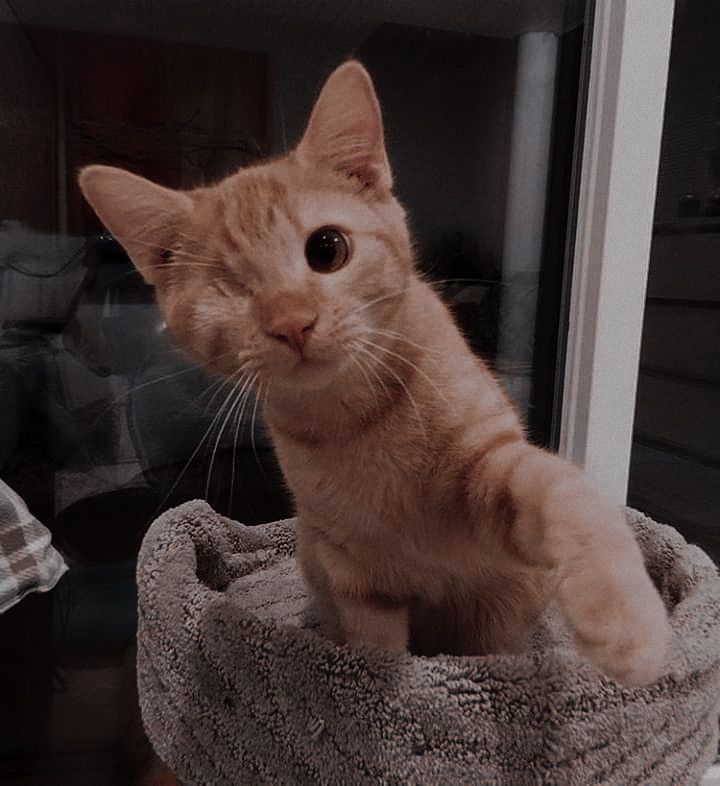 an orange tabby cat sitting on top of a pet bed looking at the camera