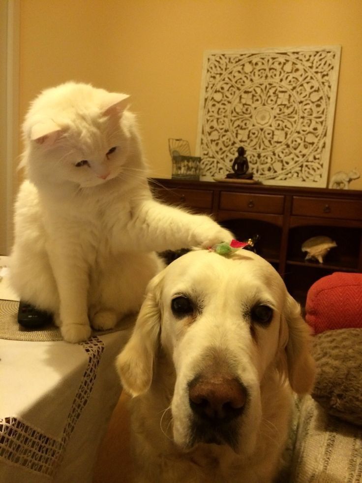 a white cat sitting on top of a table next to a brown dog with it's paw up