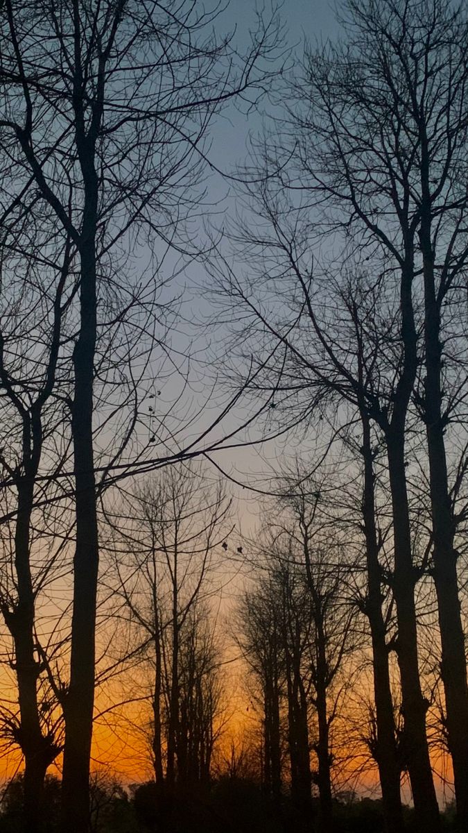 the sun is setting behind some bare trees