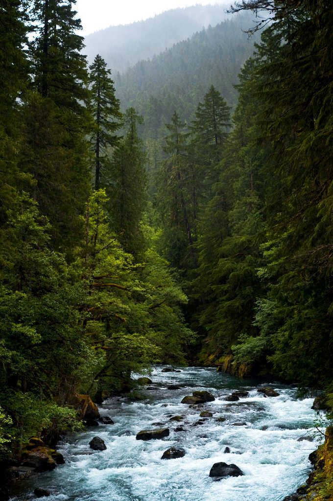 a river flowing through a lush green forest