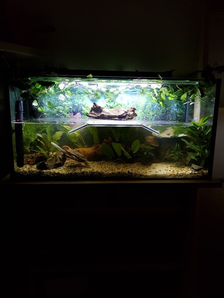 an aquarium filled with lots of plants and rocks in the middle of a dark room