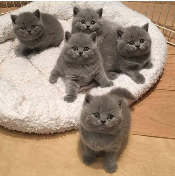 five kittens are sitting on a white rug