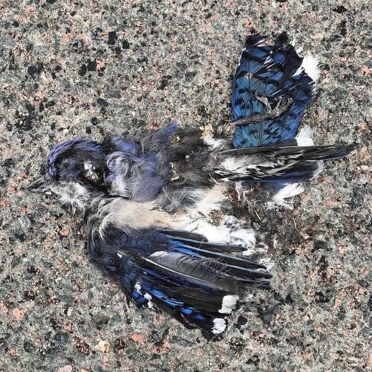 two blue and white birds are laying on the ground with their wings spread wide open