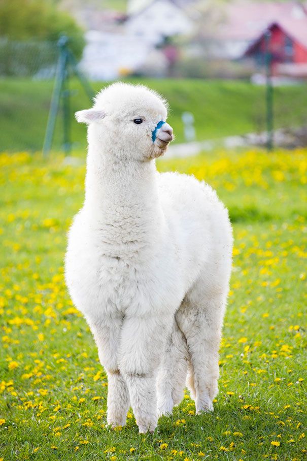 a white llama standing on top of a lush green field